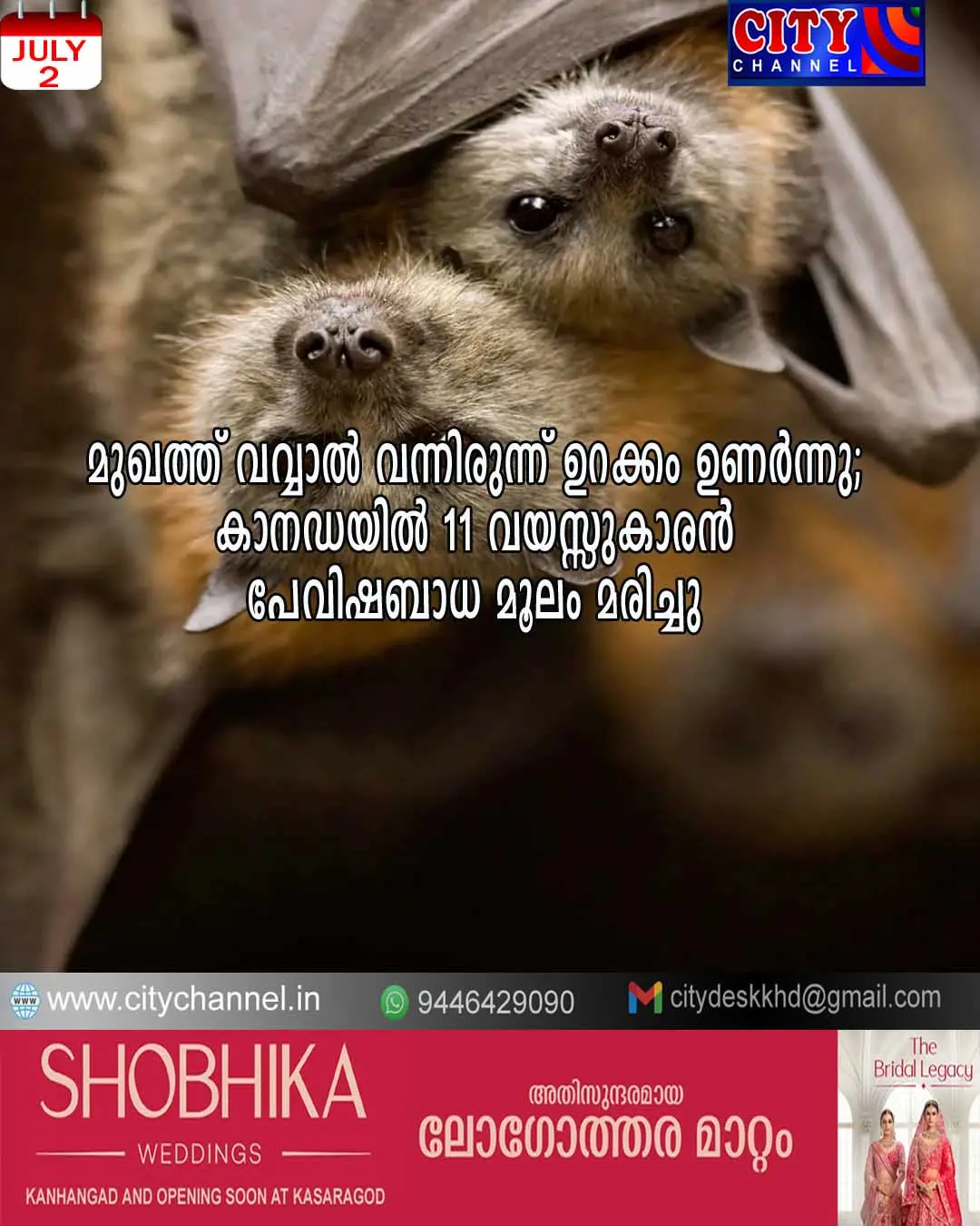 മുഖത്ത് വവ്വാല് വന്നിരുന്ന് ഉറക്കം ഉണര്ന്നു; കാനഡയില് 11 വയസ്സുകാരന് പേവിഷബാധ മൂലം മരിച്ചു