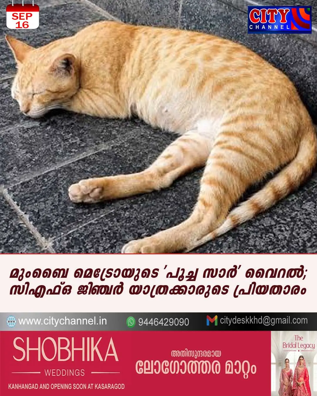 മുംബൈ മെട്രോയുടെ 'പൂച്ച സാര്' വൈറല്; സിഎഫ്ഒ ജിഞ്ചര് യാത്രക്കാരുടെ പ്രിയതാരം
